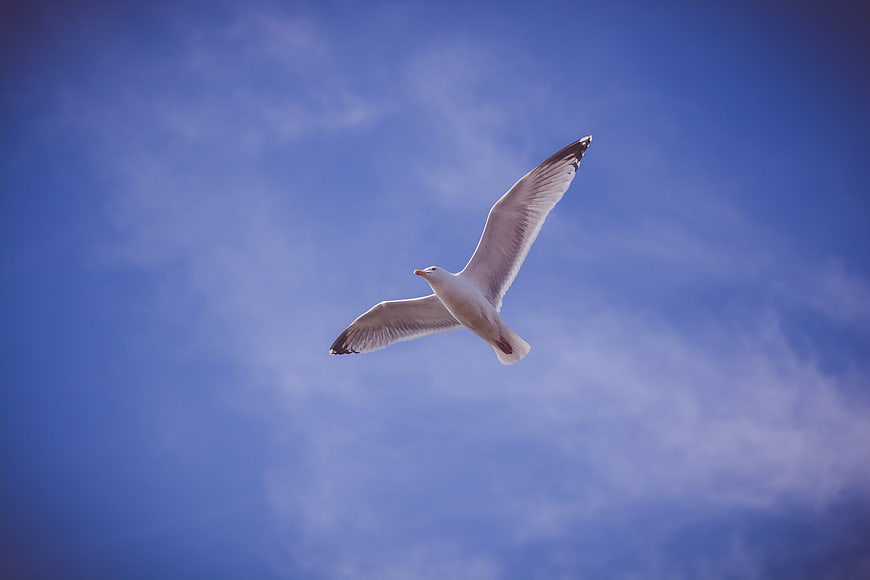 Seagull Soaring Against Blue Sky with Wispy Clouds