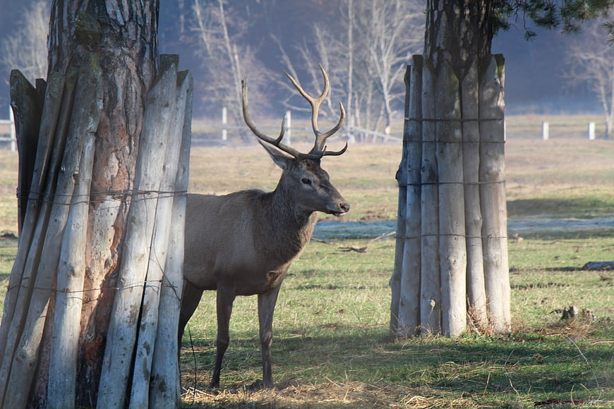 Majestic Red Deer Stag Standing Between Protected Trees