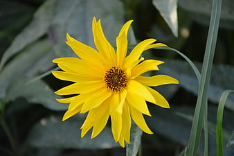 Vibrant yellow flower close-up with blurred green garden background