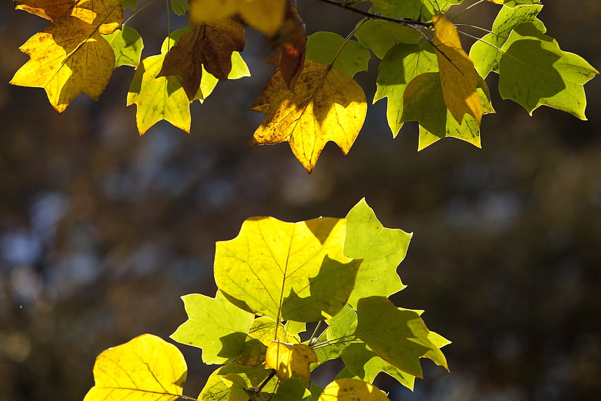 Sunlit Sycamore Leaves in Autumn Transition