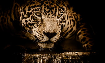 Dramatic Close-Up of Jaguar Drinking Water at Night