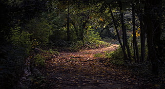 Sunlit Forest Path in Autumn with Fallen Leaves
