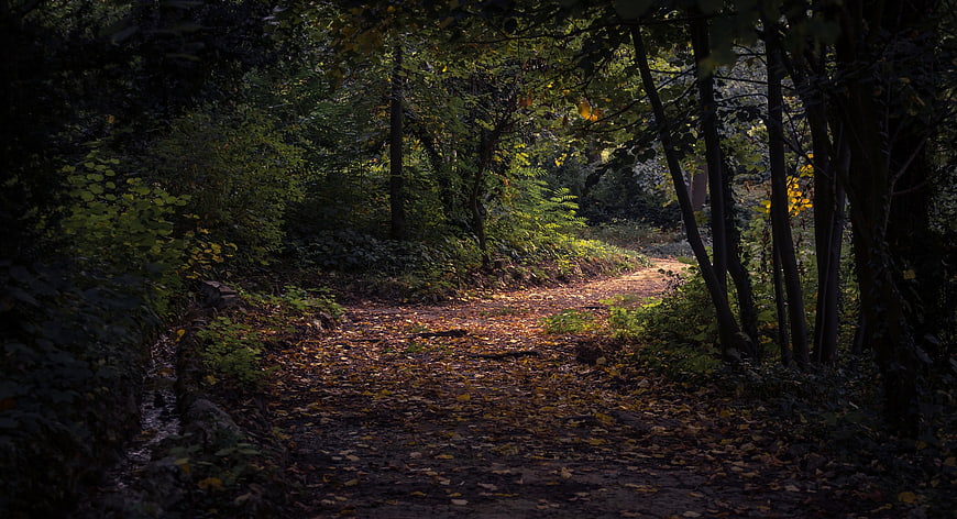 Sunlit Forest Path in Autumn with Fallen Leaves