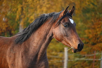 Brown Horse Portrait in Autumn Pasture