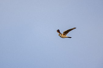 American Kestrel Flying Against Clear Blue Sky