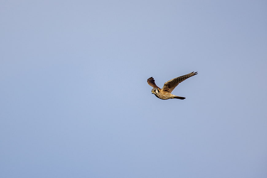 American Kestrel Flying Against Clear Blue Sky