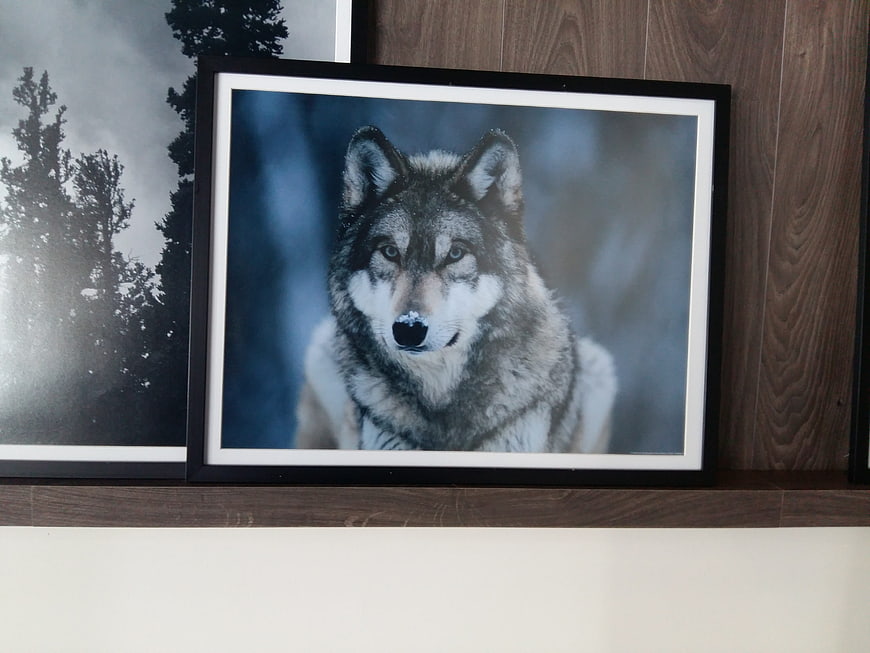 Framed Wolf Portrait on Wooden Wall