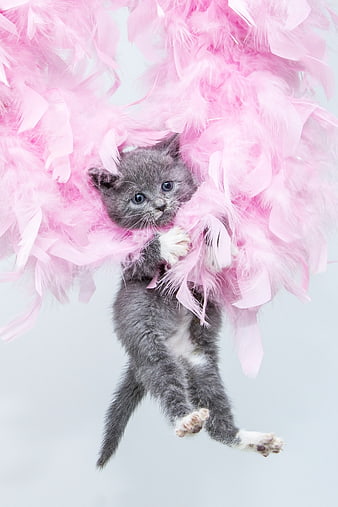 Cute gray kitten hanging from pink feather boa on white background