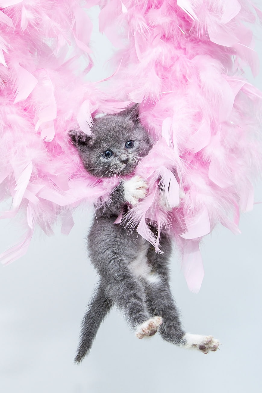 Cute gray kitten hanging from pink feather boa on white background