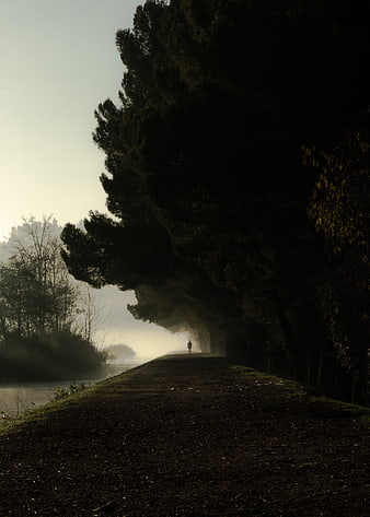 Silhouette of person walking on misty path under trees