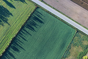 Aerial View of Green Farmland with Tree Shadows and Road