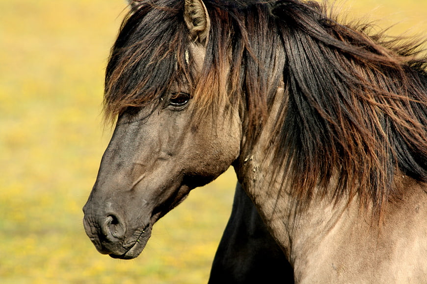 Close-up portrait of a wild horse in a meadow