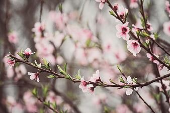 Close-up of delicate pink cherry blossoms on a branch