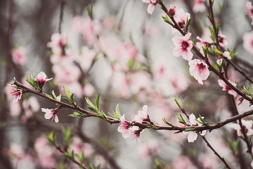 Close-up of delicate pink cherry blossoms on a branch