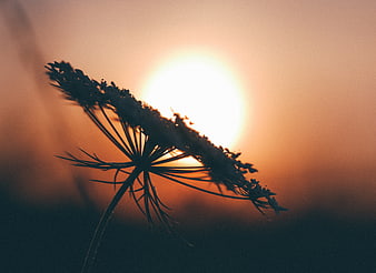 Silhouette of Wildflower Against Golden Sunset Sky