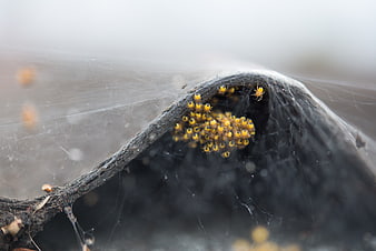 Macro shot of baby spiders clustering on a web