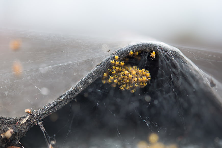 Macro shot of baby spiders clustering on a web