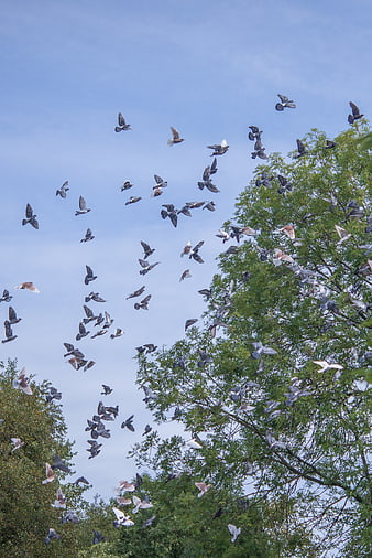 Flock of pigeons flying against blue sky