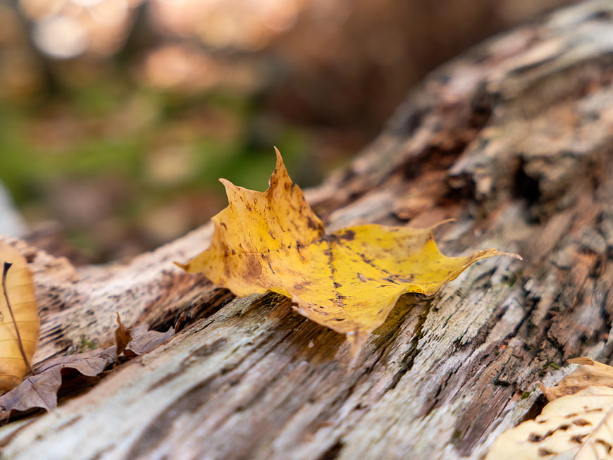 Yellow Autumn Maple Leaf on Weathered Wood Log