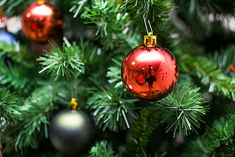 Close-up of shiny red Christmas bauble on pine tree