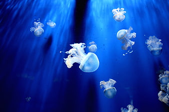 Blue spotted jellyfish swimming in deep blue water