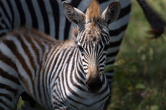 Close-up of a young zebra foal with brown stripes
