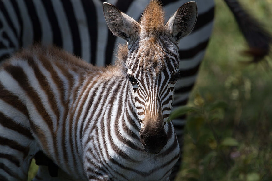 Close-up of a young zebra foal with brown stripes