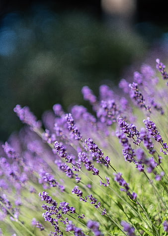 Close-up of purple lavender flowers in a sunny garden field