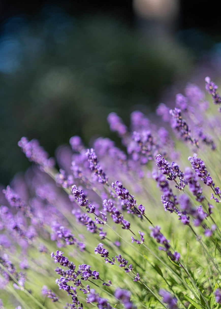 Close-up of purple lavender flowers in a sunny garden field