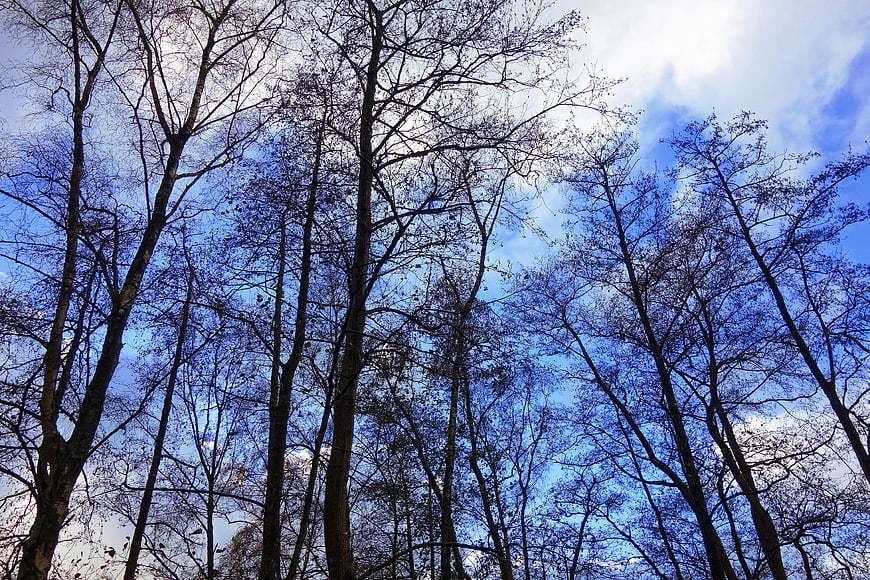 Low angle view of bare deciduous trees against blue sky