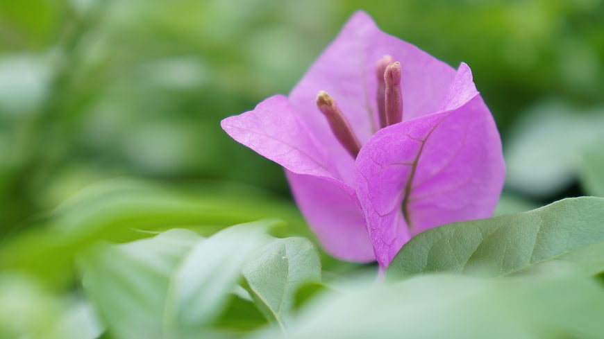 Close-up of vibrant purple bougainvillea flower with green leaves