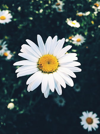 Close-up of a white daisy with yellow center in a field