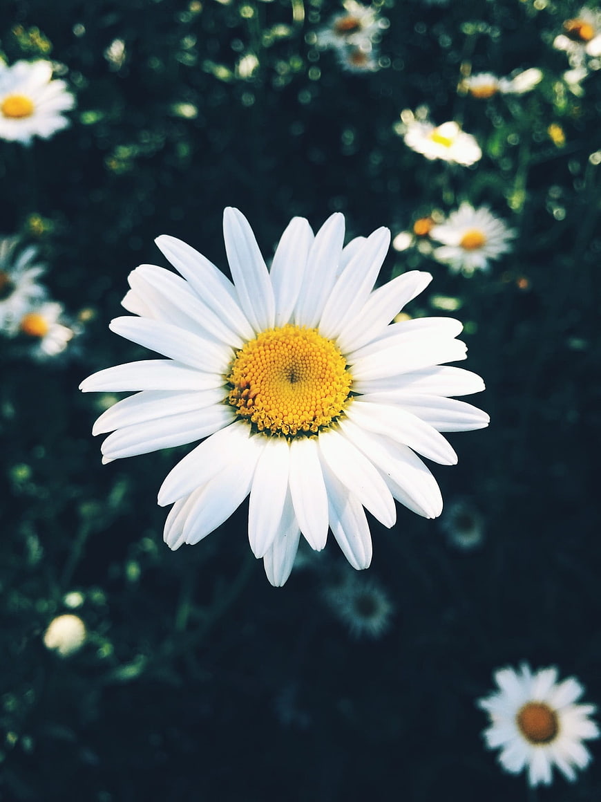 Close-up of a white daisy with yellow center in a field