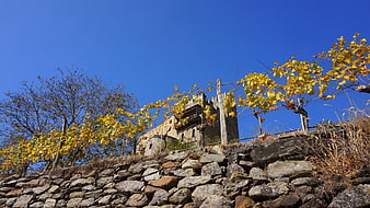 Ancient stone ruins with autumn vineyard against blue sky