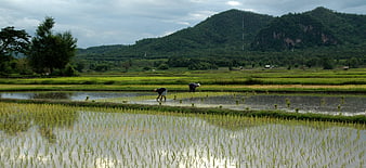Farmers Transplanting Rice in Flooded Paddy Fields with Mountain Backdrop