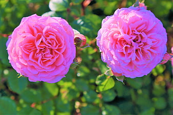 Two Vibrant Pink Roses in a Garden