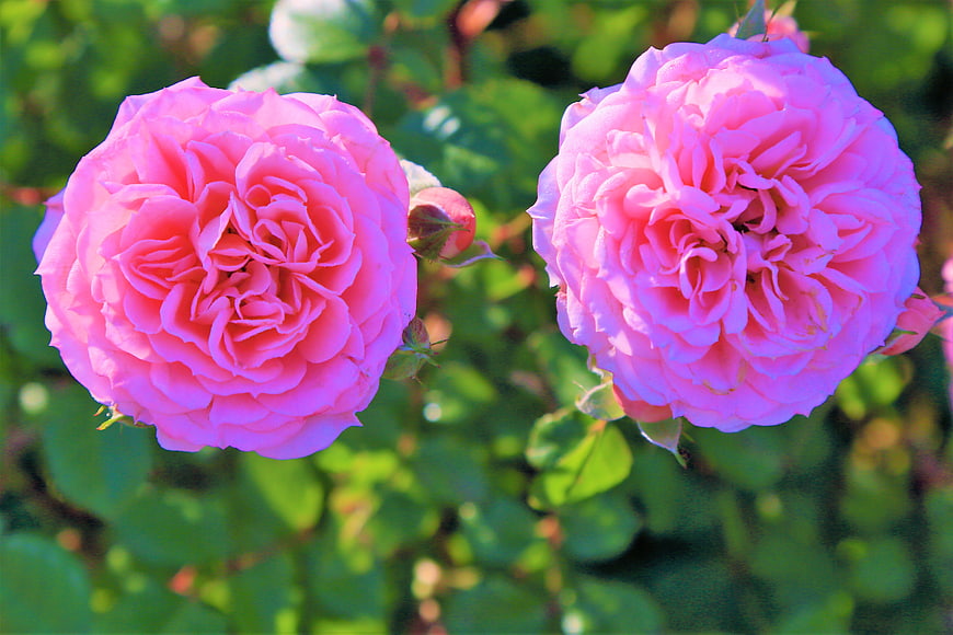 Two Vibrant Pink Roses in a Garden