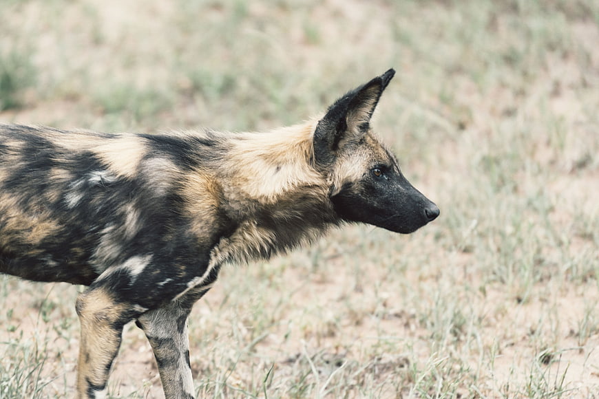 African Wild Dog Puppy Standing in Savanna Grass