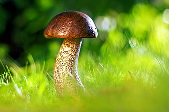 Macro shot of a brown mushroom growing in vibrant green grass