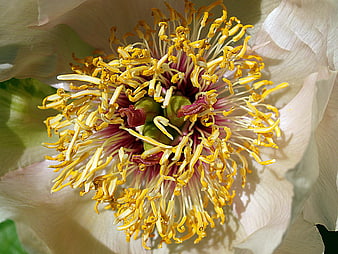 Close-up of white peony flower with yellow stamens