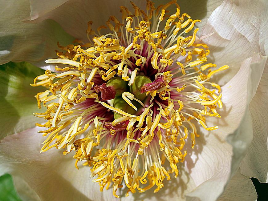 Close-up of white peony flower with yellow stamens
