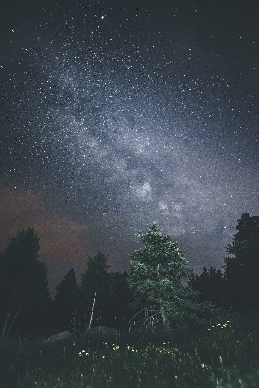 Milky Way Galaxy Over Forest Trees at Night