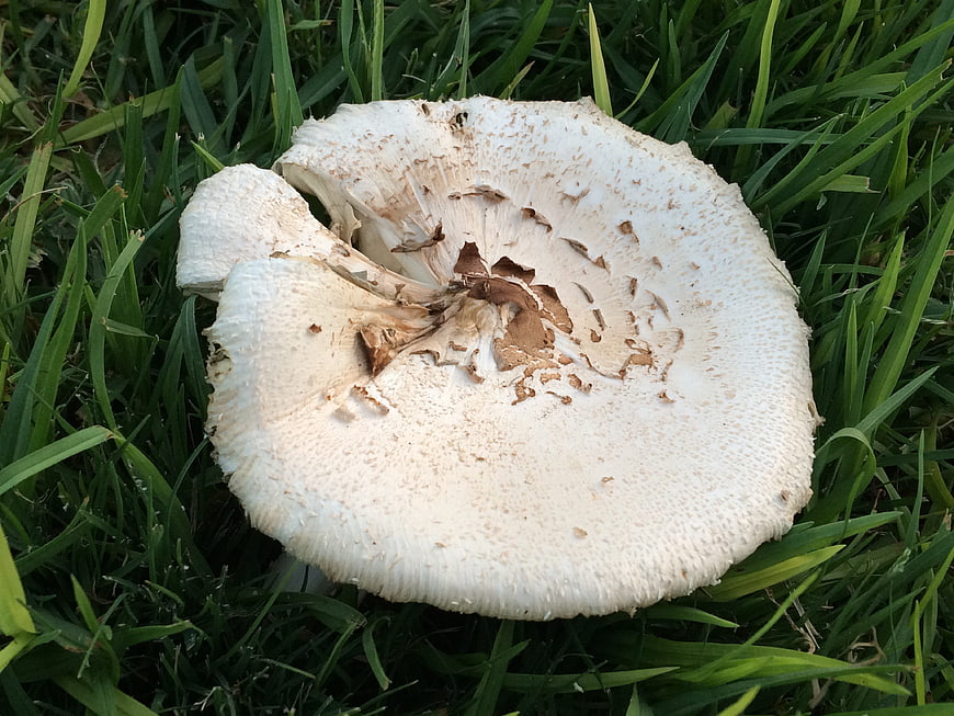 Close-up of large white parasol mushroom in green grass