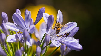 Honeybee Pollinating Purple Agapanthus Flower Close-Up