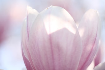 Close-up of a delicate pink magnolia blossom in soft sunlight