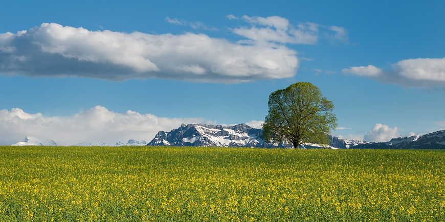 Lone Tree in Yellow Flower Field with Snowy Alps Background