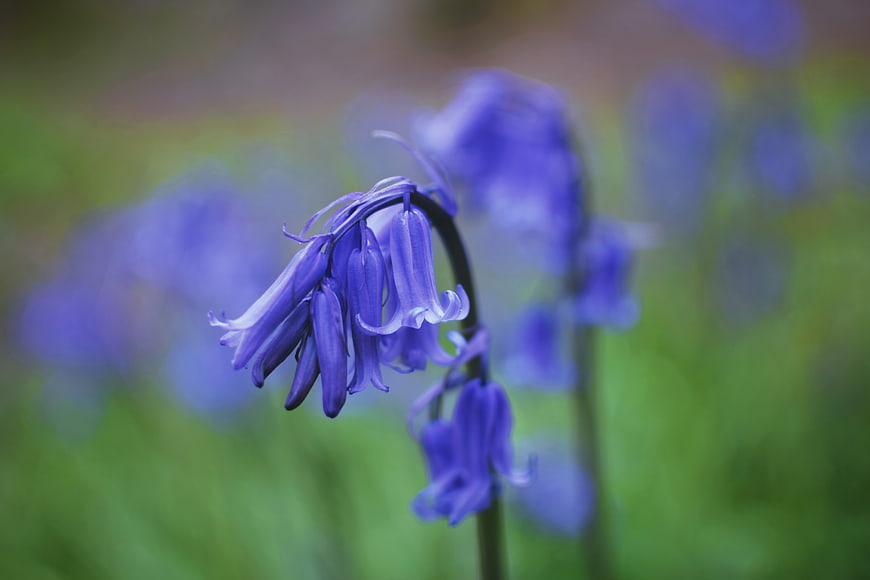Close-up of purple bluebell flowers in a green field