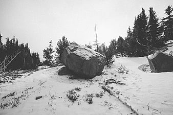 Black and white winter landscape with large boulder and pine trees