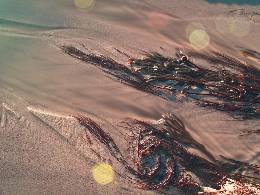 Close-up of wet seaweed on sandy beach with sunlight bokeh