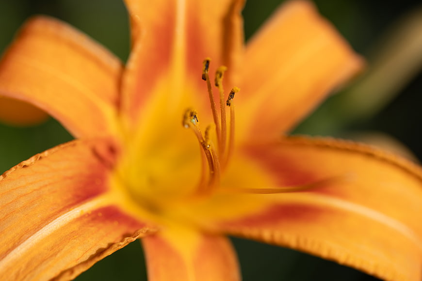 Close-up of vibrant orange daylily flower with detailed stamen